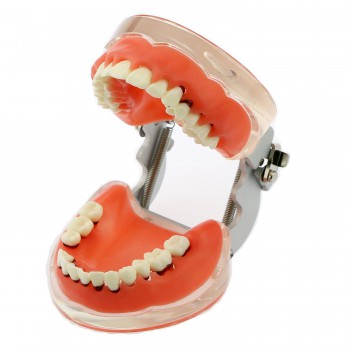 歯科開閉式歯結石模型 上下顎歯周萎縮模型 歯科研究治療説明用歯列疾患モデル  クリアベース