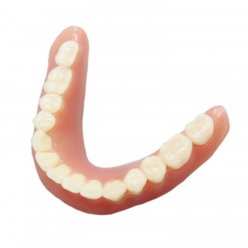高品質透明歯科インプラント研究治療説明用下顎歯列模型 2本釘 取り外し可能 クリアベース