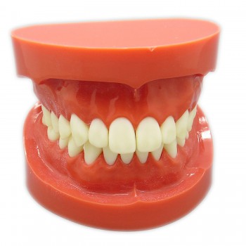 歯科歯磨き指導用観賞用180度開閉式歯列模型 上下顎標準教学模型 レッドベース 赤