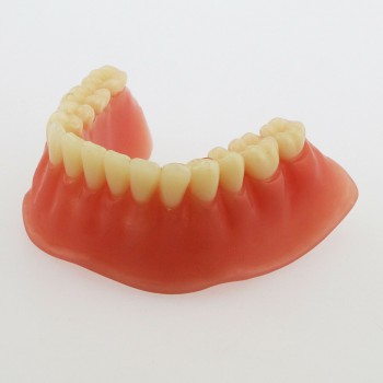 歯科下歯モデル 義歯模型 4本インプラント オーバー デンチャー 下顎模型 教学用 歯模型 学習用模型