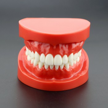 歯科模型 歯列モデル 模型 上下顎モデル 標準教学模型 研究 説明用 7004  赤
