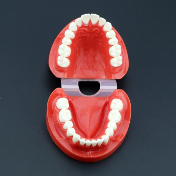 歯科模型 歯列モデル 模型 上下顎モデル 標準教学模型 研究 説明用 7004  赤