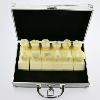 歯科模型 モデル 4倍キャビティ準備研究モデル #7009 01