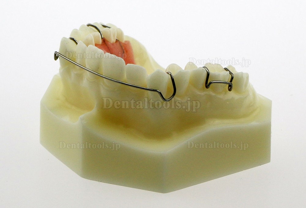 歯科模型 モデル ホーレー リテーナー模型 Hawleyリテーナーモデル #3007 01