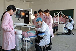 歯科開閉式歯結石模型 上下顎歯周萎縮模型 歯科研究治療説明用歯列疾患モデル  クリアベース
