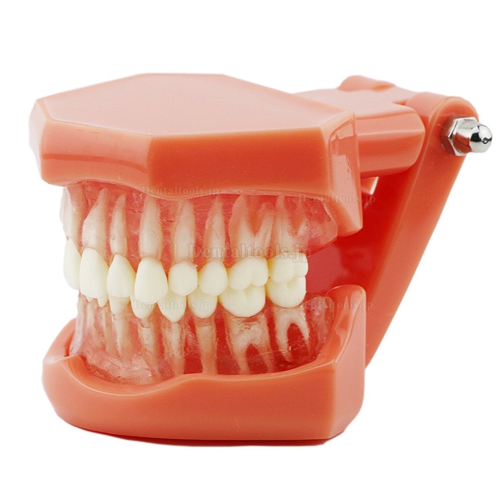歯磨き指導研究治療説明用上下顎180度開閉式模型 歯科標準歯列教学模型 脱着可能 赤ベース