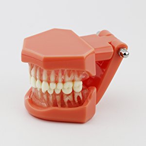 歯磨き指導研究治療説明用上下顎180度開閉式模型 歯科標準歯列教学模型 脱着可能 赤ベース